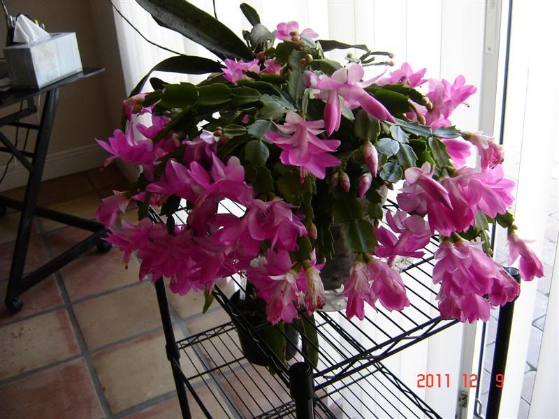 xmas cactus 12/9/2011